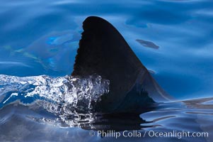 Dorsal fin of a great white shark breaks the surface as the shark swims just below, Carcharodon carcharias, Guadalupe Island (Isla Guadalupe)