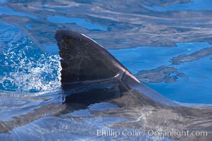 Dorsal fin of a great white shark breaks the surface as the shark swims just below, Carcharodon carcharias, Guadalupe Island (Isla Guadalupe)