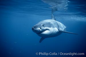 A great white shark swims underwater through the ocean at Guadalupe Island.