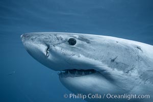 A great white shark swims underwater through the ocean at Guadalupe Island.