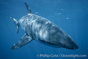 A great white shark swims underwater through the ocean at Guadalupe Island, Carcharodon carcharias, Guadalupe Island (Isla Guadalupe)