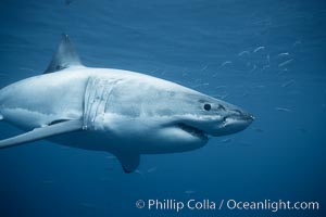 A great white shark swims underwater through the ocean at Guadalupe Island, Carcharodon carcharias, Guadalupe Island (Isla Guadalupe)