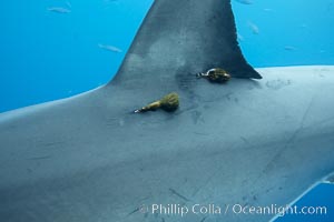 Two satellite tags, below dorsal fin of great white shark.  The tags record the sharks movements, relaying data to researchers via satellite, Carcharodon carcharias, Guadalupe Island (Isla Guadalupe)