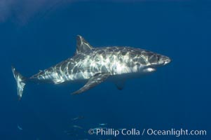 A great white shark swims through the clear waters of Isla Guadalupe, far offshore of the Pacific Coast of Baja California.  This individual is a male, not the prominant claspers (ventral caudal area).  Guadalupe Island is host to a concentration of large great white sharks, which visit the island to feed on pinnipeds and tuna, Carcharodon carcharias, Guadalupe Island (Isla Guadalupe)