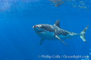 A great white shark swims through the clear waters of Isla Guadalupe, far offshore of the Pacific Coast of Baja California.  Guadalupe Island is host to a concentration of large great white sharks, which visit the island to feed on pinnipeds and tuna, Carcharodon carcharias, Guadalupe Island (Isla Guadalupe)