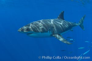 A great white shark swims through the clear waters of Isla Guadalupe, far offshore of the Pacific Coast of Baja California.  Guadalupe Island is host to a concentration of large great white sharks, which visit the island to feed on pinnipeds and tuna, Carcharodon carcharias, Guadalupe Island (Isla Guadalupe)