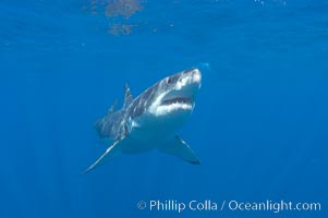 A great white shark lunges to chomp a piece of bait hanging amid the clear waters of Isla Guadalupe, far offshore of the Pacific Coast of Baja California.  Guadalupe Island is host to a concentration of large great white sharks, which visit the island to feed on pinnipeds and tuna, Carcharodon carcharias, Guadalupe Island (Isla Guadalupe)