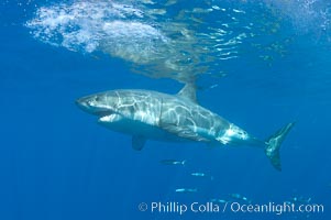 A great white shark lunges to chomp a piece of bait hanging amid the clear waters of Isla Guadalupe, far offshore of the Pacific Coast of Baja California.  Guadalupe Island is host to a concentration of large great white sharks, which visit the island to feed on pinnipeds and tuna, Carcharodon carcharias, Guadalupe Island (Isla Guadalupe)