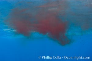 A cloud of fish blood, released by a tour boat to attract great white sharks.  Guadalupe Island is host to a concentration of large great white sharks, which visit the island to feed on pinnipeds and tuna.  Tour boats attract the sharks with bait and fish, then divers enter the water in protective cages to view the sharks, Carcharodon carcharias, Guadalupe Island (Isla Guadalupe)