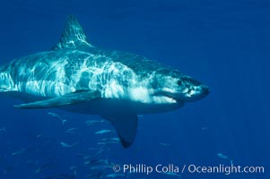 A great white shark swims through the clear waters of Isla Guadalupe, far offshore of the Pacific Coast of Baja California.  Guadalupe Island is host to a concentration of large great white sharks, which visit the island to feed on pinnipeds and tuna, Carcharodon carcharias, Guadalupe Island (Isla Guadalupe)