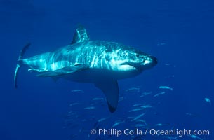 A great white shark swims through the clear waters of Isla Guadalupe, far offshore of the Pacific Coast of Baja California.  Guadalupe Island is host to a concentration of large great white sharks, which visit the island to feed on pinnipeds and tuna, Carcharodon carcharias, Guadalupe Island (Isla Guadalupe)