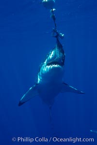 A great white shark lunges to chomp a piece of bait hanging amid the clear waters of Isla Guadalupe, far offshore of the Pacific Coast of Baja California.  Guadalupe Island is host to a concentration of large great white sharks, which visit the island to feed on pinnipeds and tuna. Guadalupe Island (Isla Guadalupe), Mexico, Carcharodon carcharias, natural history stock photograph, photo id 07703