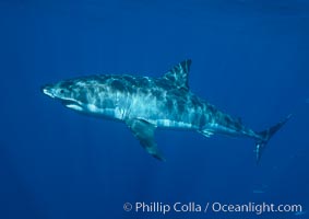 A great white shark swims through the clear waters of Isla Guadalupe, far offshore of the Pacific Coast of Baja California.  Guadalupe Island is host to a concentration of large great white sharks, which visit the island to feed on pinnipeds and tuna, Carcharodon carcharias, Guadalupe Island (Isla Guadalupe)