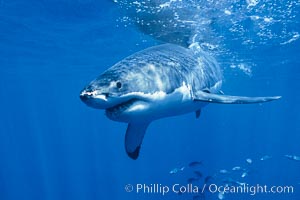 A great white shark swims through the clear waters of Isla Guadalupe, far offshore of the Pacific Coast of Baja California.  Guadalupe Island is host to a concentration of large great white sharks, which visit the island to feed on pinnipeds and tuna.
