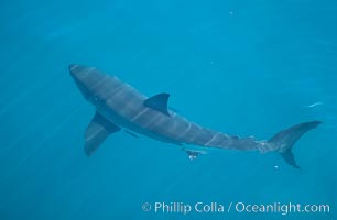 A great white shark swims just below the rippled ocean surface of Isla Guadalupe, far offshore of the Pacific Coast of Baja California, Carcharodon carcharias, Guadalupe Island (Isla Guadalupe)