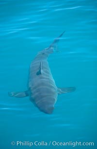 A great white shark swims just below the rippled ocean surface of Isla Guadalupe, far offshore of the Pacific Coast of Baja California, Carcharodon carcharias, Guadalupe Island (Isla Guadalupe)