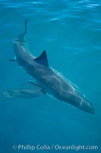 A great white shark swims just below the rippled ocean surface of Isla Guadalupe, far offshore of the Pacific Coast of Baja California, Carcharodon carcharias, Guadalupe Island (Isla Guadalupe)