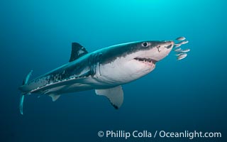 Great White Shark, South Neptune Islands, South Australia, Carcharodon carcharias