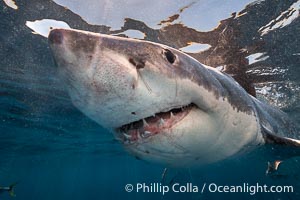Great White Shark, South Neptune Islands, South Australia, Carcharodon carcharias