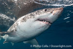 Great White Shark, South Neptune Islands, South Australia, Carcharodon carcharias