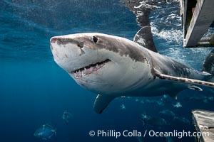 Great White Shark, South Neptune Islands, South Australia, Carcharodon carcharias