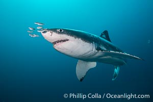 Great White Shark, South Neptune Islands, South Australia, Carcharodon carcharias