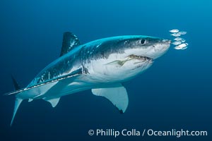 Great White Shark, South Neptune Islands, South Australia, Carcharodon carcharias