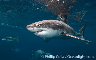 Great White Shark, South Neptune Islands, South Australia, Carcharodon carcharias