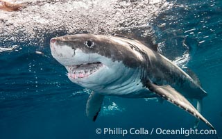 Great White Shark, South Neptune Islands, South Australia, Carcharodon carcharias