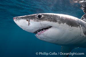 Great White Shark, South Neptune Islands, South Australia, Carcharodon carcharias