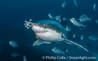 Great White Shark, South Neptune Islands, South Australia, Carcharodon carcharias