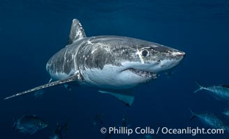 Great White Shark, South Neptune Islands, South Australia, Carcharodon carcharias