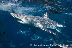 Great White Shark, South Neptune Islands, South Australia, Carcharodon carcharias