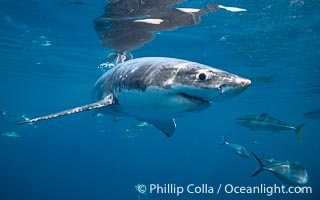 Great White Shark, South Neptune Islands, South Australia, Carcharodon carcharias