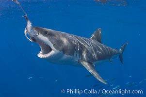 A great white shark lunges to chomp a piece of bait hanging amid the clear waters of Isla Guadalupe, far offshore of the Pacific Coast of Baja California.  Guadalupe Island is host to a concentration of large great white sharks, which visit the island to feed on pinnipeds and tuna, Carcharodon carcharias, Guadalupe Island (Isla Guadalupe)