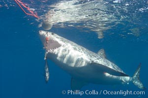 A great white shark lunges to chomp a piece of bait hanging amid the clear waters of Isla Guadalupe, far offshore of the Pacific Coast of Baja California.  Guadalupe Island is host to a concentration of large great white sharks, which visit the island to feed on pinnipeds and tuna, Carcharodon carcharias, Guadalupe Island (Isla Guadalupe)