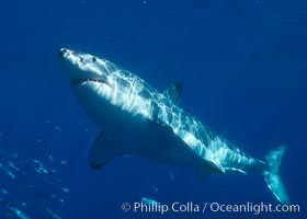 A great white shark swims through the clear waters of Isla Guadalupe, far offshore of the Pacific Coast of Baja California.  Guadalupe Island is host to a concentration of large great white sharks, which visit the island to feed on pinnipeds and tuna.