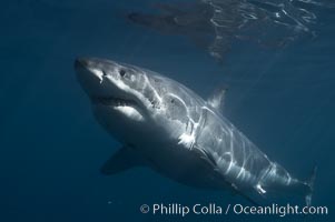 A great white shark swims through the clear waters of Isla Guadalupe, far offshore of the Pacific Coast of Baja California.  Guadalupe Island is host to a concentration of large great white sharks, which visit the island to feed on pinnipeds and tuna, Carcharodon carcharias, Guadalupe Island (Isla Guadalupe)