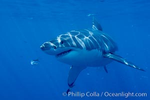 A great white shark swims through the clear waters of Isla Guadalupe, far offshore of the Pacific Coast of Baja California.  Guadalupe Island is host to a concentration of large great white sharks, which visit the island to feed on pinnipeds and tuna, Carcharodon carcharias, Guadalupe Island (Isla Guadalupe)