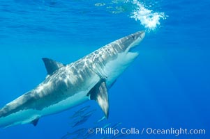 A great white shark underwater.  A large great white shark cruises the clear oceanic waters of Guadalupe Island (Isla Guadalupe), Carcharodon carcharias