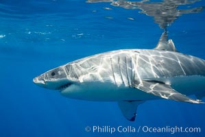 A great white shark is countershaded, with a dark gray dorsal color and light gray to white underside, making it more difficult for the shark's prey to see it as approaches from above or below in the water column.  The particular undulations of the countershading line along its side, where gray meets white, is unique to each shark and helps researchers to identify individual sharks in capture-recapture studies. Guadalupe Island is host to a relatively large population of great white sharks who, through a history of video and photographs showing their  countershading lines, are the subject of an ongoing study of shark behaviour, migration and population size, Carcharodon carcharias, Guadalupe Island (Isla Guadalupe)