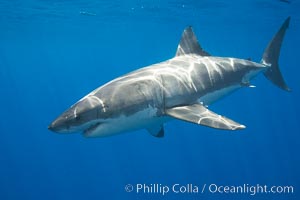 A great white shark is countershaded, with a dark gray dorsal color and light gray to white underside, making it more difficult for the shark's prey to see it as approaches from above or below in the water column.  The particular undulations of the countershading line along its side, where gray meets white, is unique to each shark and helps researchers to identify individual sharks in capture-recapture studies. Guadalupe Island is host to a relatively large population of great white sharks who, through a history of video and photographs showing their  countershading lines, are the subject of an ongoing study of shark behaviour, migration and population size, Carcharodon carcharias, Guadalupe Island (Isla Guadalupe)