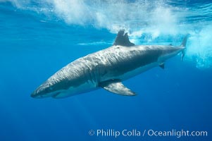 A great white shark is countershaded, with a dark gray dorsal color and light gray to white underside, making it more difficult for the shark's prey to see it as approaches from above or below in the water column.  The particular undulations of the countershading line along its side, where gray meets white, is unique to each shark and helps researchers to identify individual sharks in capture-recapture studies. Guadalupe Island is host to a relatively large population of great white sharks who, through a history of video and photographs showing their  countershading lines, are the subject of an ongoing study of shark behaviour, migration and population size, Carcharodon carcharias, Guadalupe Island (Isla Guadalupe)