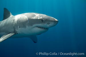 A great white shark swims toward the photographer.  Perhaps the shark is considering him as possible prey?  The photographer, a "shark diver" is safely situated in a sturdy metal cage.  The best  location in the world to "shark dive" to view great white sharks is Mexico's Guadalupe Island, Carcharodon carcharias, Guadalupe Island (Isla Guadalupe)