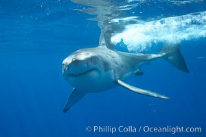 A great white shark swims through the clear waters of Isla Guadalupe, far offshore of the Pacific Coast of Mexico's Baja California. Guadalupe Island is host to a concentration of large great white sharks, which visit the island to feed on pinnipeds and use it as a staging area before journeying farther into the Pacific ocean, Carcharodon carcharias, Guadalupe Island (Isla Guadalupe)