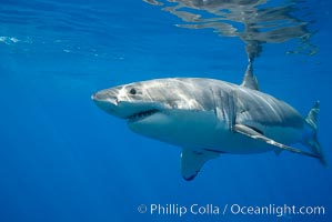 A great white shark is countershaded, with a dark gray dorsal color and light gray to white underside, making it more difficult for the shark's prey to see it as approaches from above or below in the water column.  The particular undulations of the countershading line along its side, where gray meets white, is unique to each shark and helps researchers to identify individual sharks in capture-recapture studies. Guadalupe Island is host to a relatively large population of great white sharks who, through a history of video and photographs showing their  countershading lines, are the subject of an ongoing study of shark behaviour, migration and population size, Carcharodon carcharias, Guadalupe Island (Isla Guadalupe)