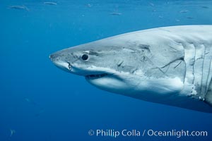 Great white shark, underwater, Carcharodon carcharias, Guadalupe Island (Isla Guadalupe)