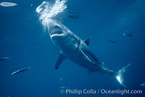 Great white shark, underwater, Carcharodon carcharias, Guadalupe Island (Isla Guadalupe)