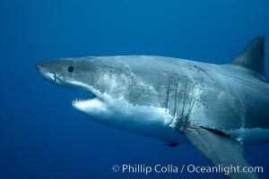 Great white shark, underwater, Carcharodon carcharias, Guadalupe Island (Isla Guadalupe)