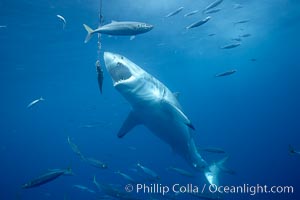 Great white shark, underwater. Guadalupe Island (Isla Guadalupe), Baja California, Mexico, Carcharodon carcharias, natural history stock photograph, photo id 21469